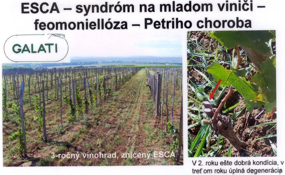 Petriho