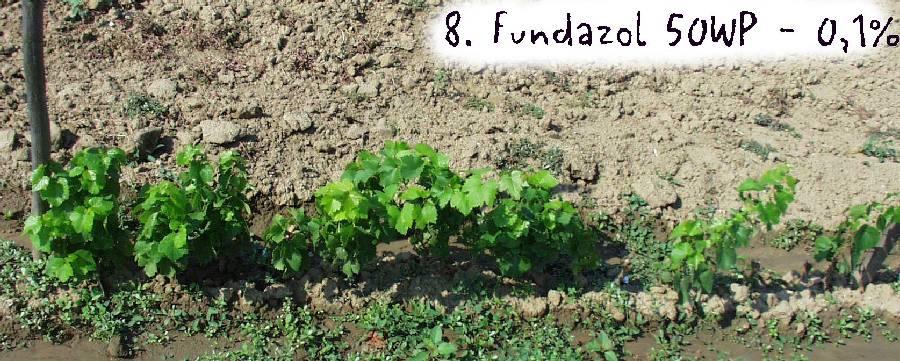 5. Hortipur O (Chinosol W) oxychinolin 1% 48 hod. 6. Fundazol 50WP benomyl 0,1% 48 hod. 7.