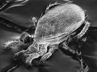 Typhlodromus pyri Charakteristika