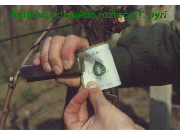 sa 1x za existenciu vinohradu - po