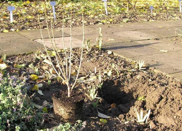 Výsadba keřové sazenice Připravená kontejnerovaná sadba
