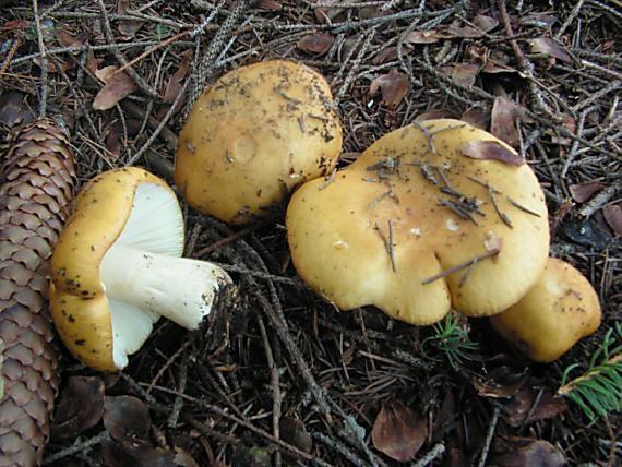 Russula ochroleuca holubinka hlínožlutá pilothecium (jednorázově založená plodnice s