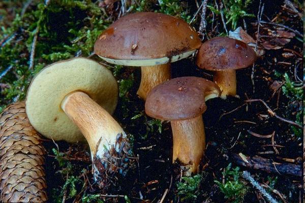 Xerocomus badius (Boletus badius) - hřib hnědý řez rourkovitým hymenoforem: hymenium uvnitř