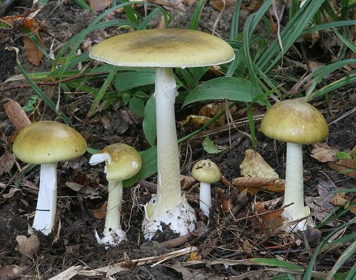 Amanita phalloides muchomůrka zelená hemiangiokarpní plodnice: velum universale celkový obal, z něj pochva (volva) velum partiale částečný obal, z něj prsten