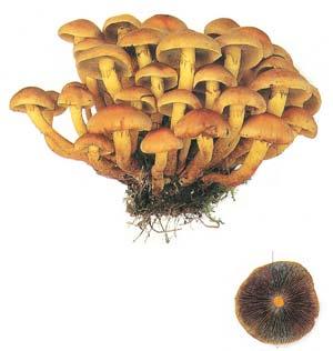 Hypholoma fasciculare - třepenitka