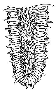 lupenatým hymenoforem, hymenium