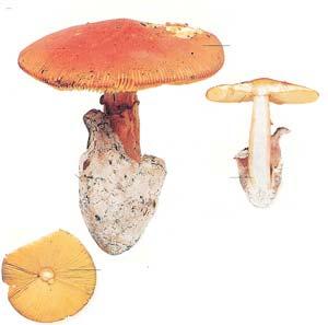 Amanita caesarea muchomůrka císařka (fixovaný objekt) hemiangiokarpní plodnice: velum universale celkový obal, z něj pochva (volva) a zbytky na klobouku velum partiale