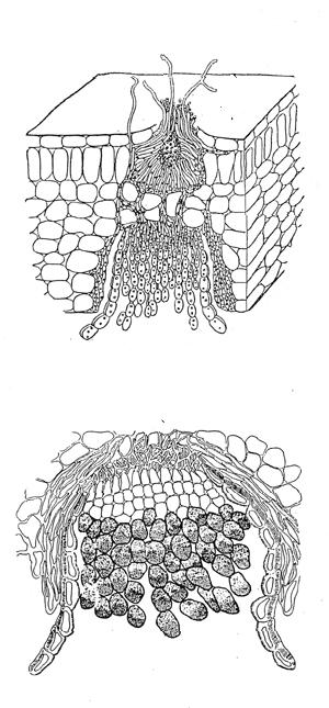 Uromyces pisi rez hrachová (herbářová položka) Pozorování napadené a tvarově změněné rostliny - pryšce chvojky pod lupou; dvoubytná rez, druhým hostitelem je hrách.