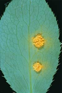 Puccinia graminis rez travní (herbářové položky +