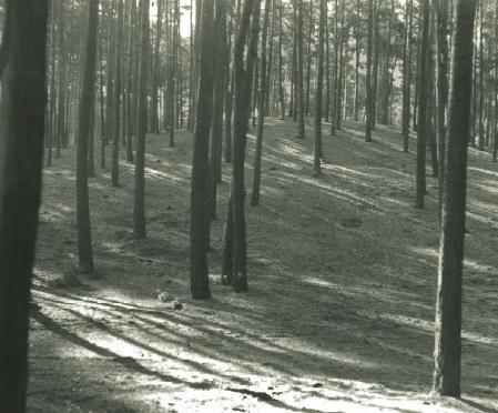 2.2. Historie využívání území a zásadní pozitivní i negativní vlivy lidské činnosti v minulosti a současnosti Půdní podmínky ukazují na původní přirozené zastoupení borovice.