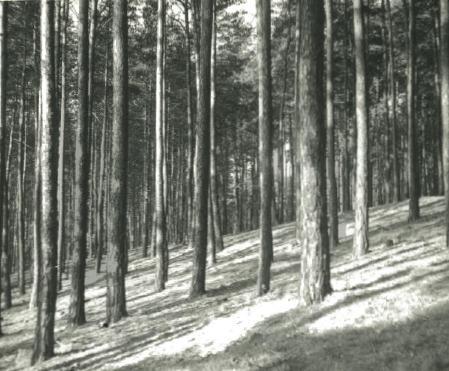 Foto P.