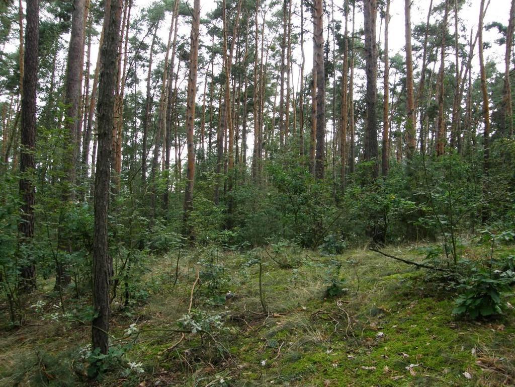 okolí Hlavní BO porost dosti prosychá a přirozeně