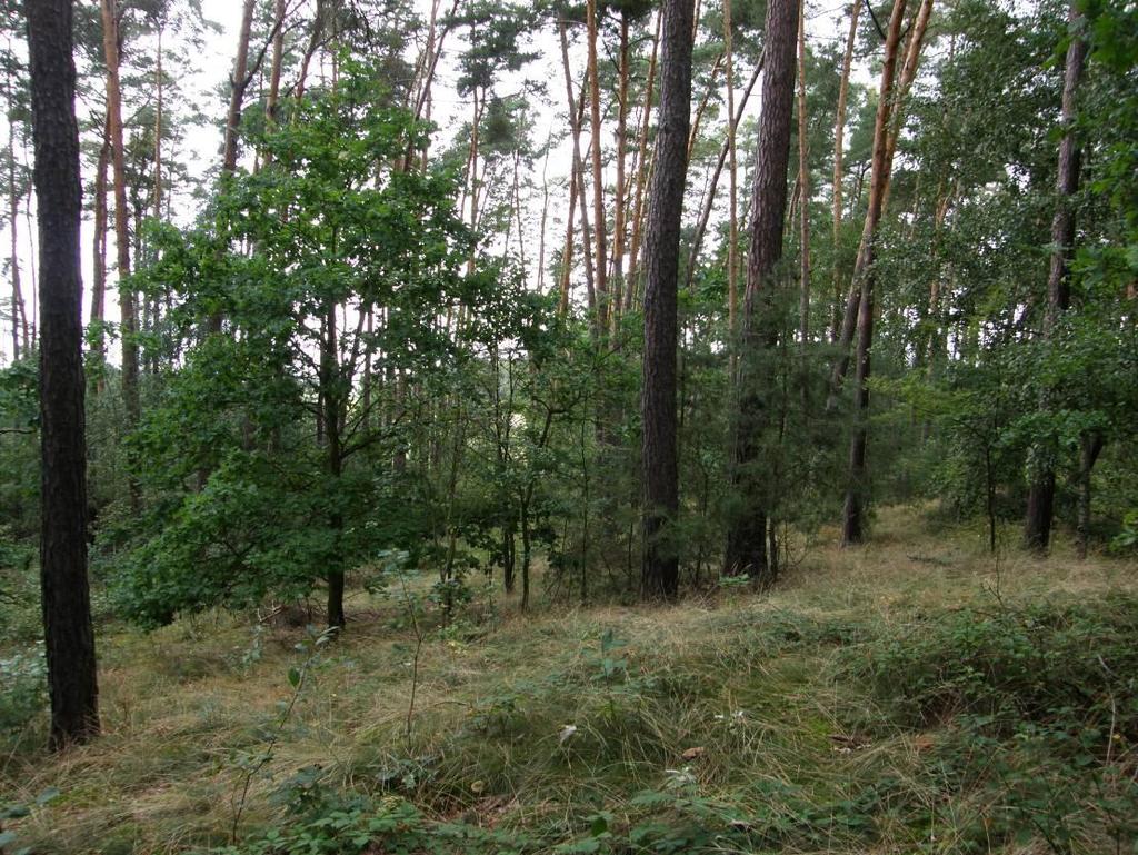 blízkou strukturu