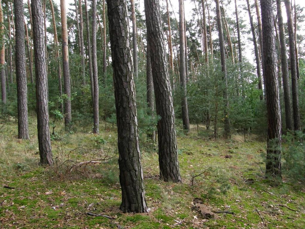 střední-severozápadní část.
