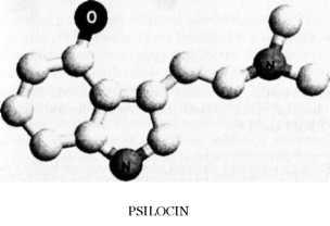 Psilocin se liší od DMT jen o jeden atom kyslíku. Psilocybin resp.