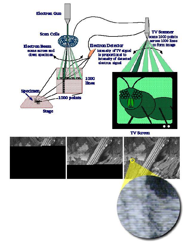 SEM - tvorba obrazu a parametry zobrazení obraz vzniká bod po bodu během skenování povrchu Zvětšení obrazu: Z = L L L délka