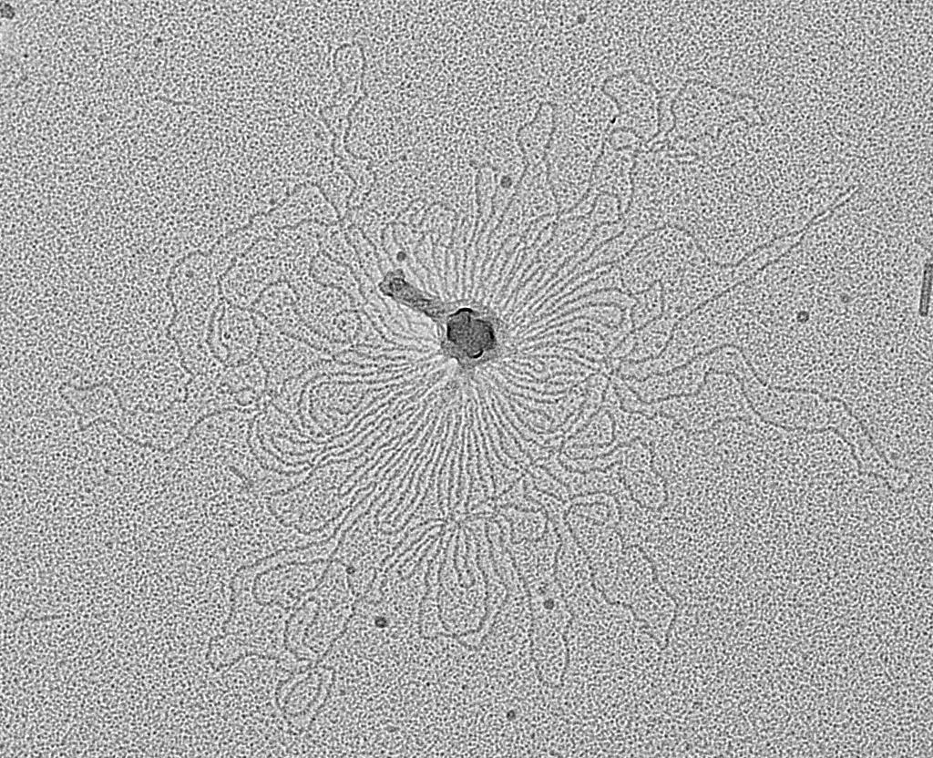 Příprava vzorků pro TEM napařování kovu na DNA z bakteriofágu
