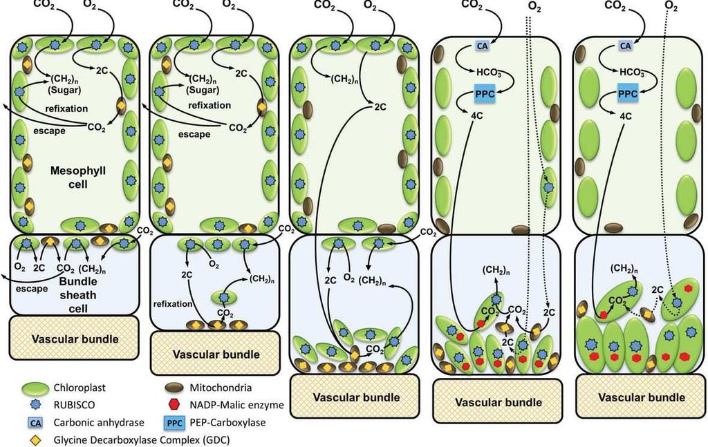 C 2 fotosyntéza koncentruje CO 2 uvolněný fotorespirací v BSC C 3 C 2 C 4 - C2 pumpa (glycinová pumpa) dekarboxylace jen v BSC Sage R.F., Khoshravesh R., and Sage T.L. (2014).