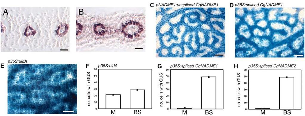 C4 metabolismus dávná strukturně regulační predispozice?