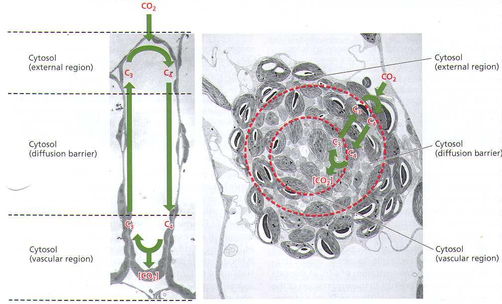 C4 metabolismus v jedné buňce PEPc periferně, NAD-ME centrálně (Bc) či u cévních sv.
