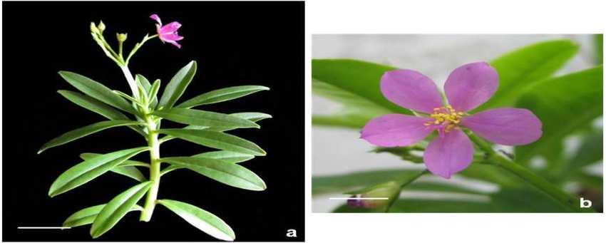 Facultative crassulacean acid metabolism (CAM) plants: powerful tools for unravelling the functional elements of CAM photosynthesis. J. Exp.Bot.