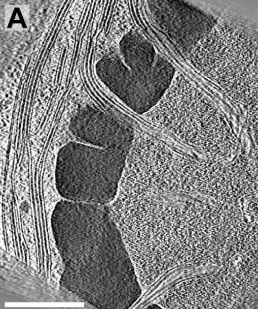 , and Price, G.D. (2003). CO 2 concentrating mechanisms in cyanobacteria: molecular components, their diversity and evolution. J. Exp. Bot. 54: 609 622.