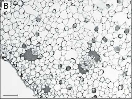 Functional constraints of CAM leaf anatomy: tight cell packing is associated with increased CAM function across a gradient