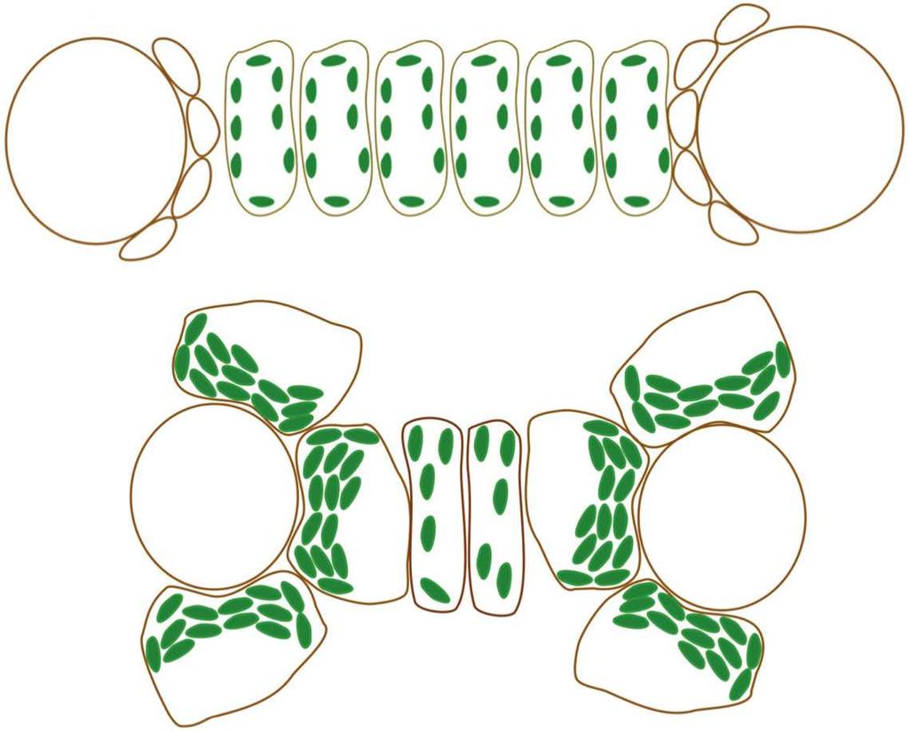 všech chloroplastech C4: Rubisco jen v chlp BSC R R C4 Vascular bundle R R Vascular bundle R Mesophyll cells R Reprinted from