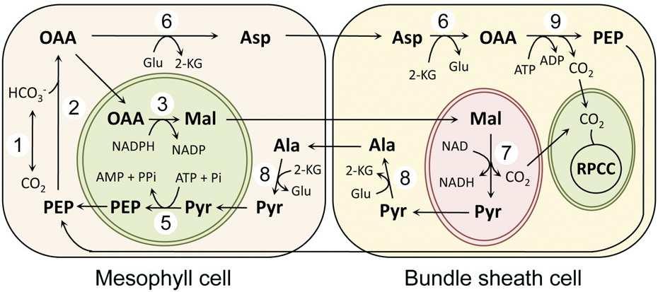 C4 fotosyntéza: PEPCK dráha (PEP carboxykinázová) - zde s NAD-ME (6) Aspartate aminotransferase (9) PEPcarboxykinase (1) Carbonic anhydrase (2) PEPCase (3) NADP-Malate