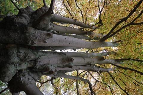 února 2018: Zimní arboristická konference: prezentace nejnovějších poznatků z evropského fóra a diskuze nad vytvořenými materiály VETree aneb Co nám chybí a chceme přidat?