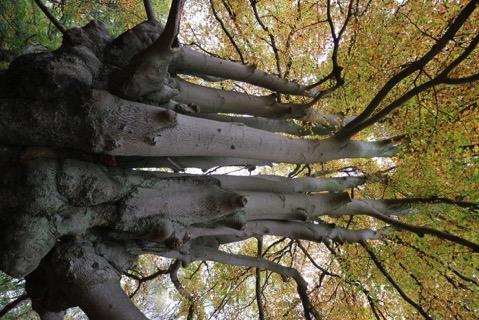 února 2018: Zimní arboristická konference: prezentace nejnovějších poznatků z evropského fóra a diskuze nad vytvořenými materiály VETree aneb Co nám chybí a chceme přidat?