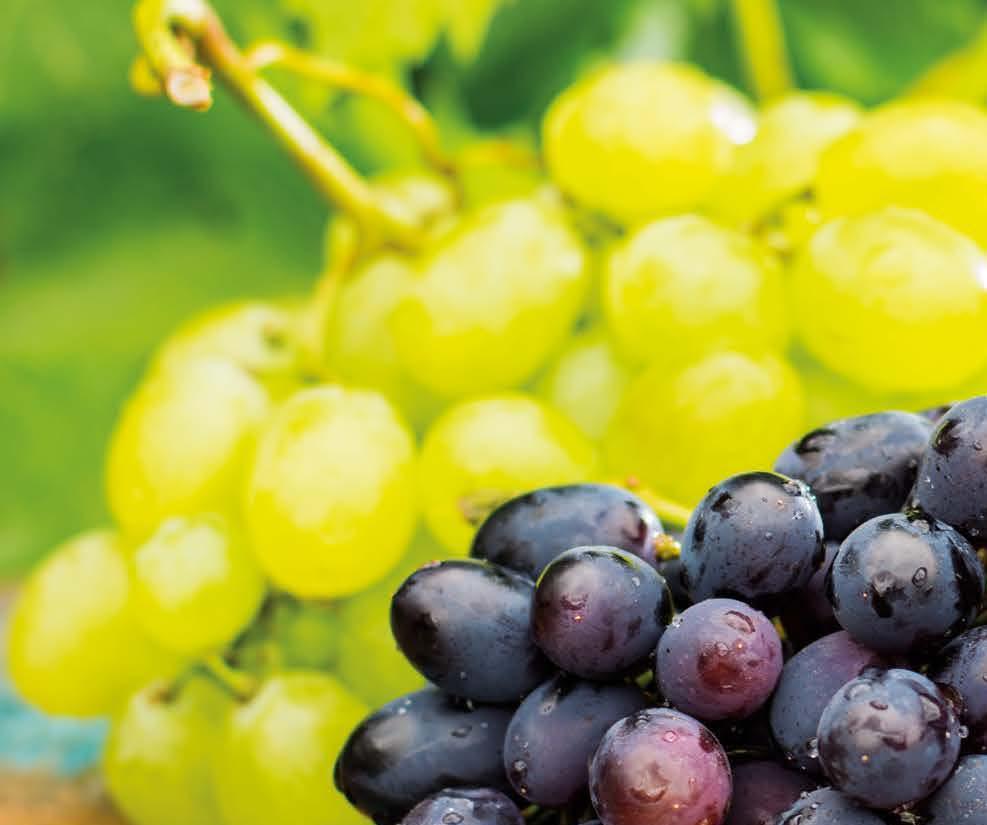 VINOTÉKY