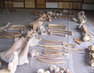 STANDARDY A PŘÍRUČKA K DOBRÉ PRAXI PÉČE O ARCHEOLOGICKÉ FONDY V EVROPĚ 51. Landesamt für Denkmalpflege und Archäologie Sachsen-Anhalt 52.