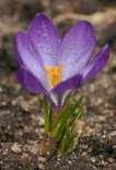 (česnek), Ornithogalum (snědek), Tulipa (tulipán) Nalagtus (CC BY-SA 4.