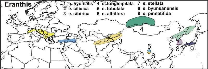 Teplejší oblasti Středomoří a S Afriky Eranthis (talovín), Scilla (ladoňka),