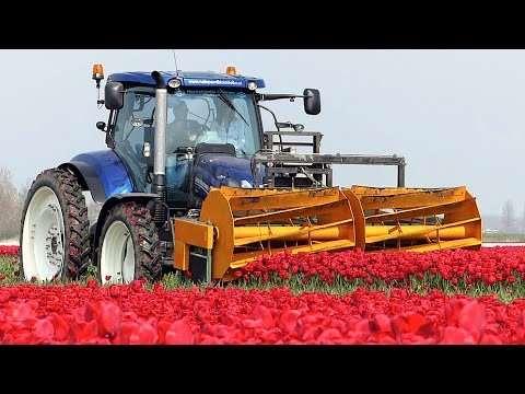 The Story of the Tulips Planting to Harvest One year at