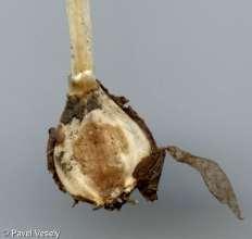 Cibule (bulbus) zdužnatělý orgán převážně listového,