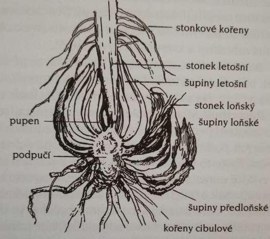 Cibule (bulbus) podle trvání Jednoleté (tulipán) Vytrvalé (hyacint, narcis, lilie) každý rok neodumírají, ale vytvářejí