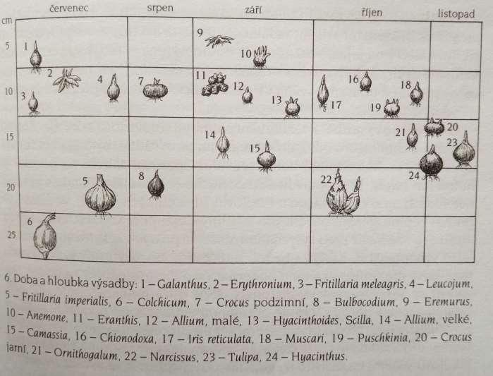 Doba a hloubka výsadby cibulovin Petrová E.