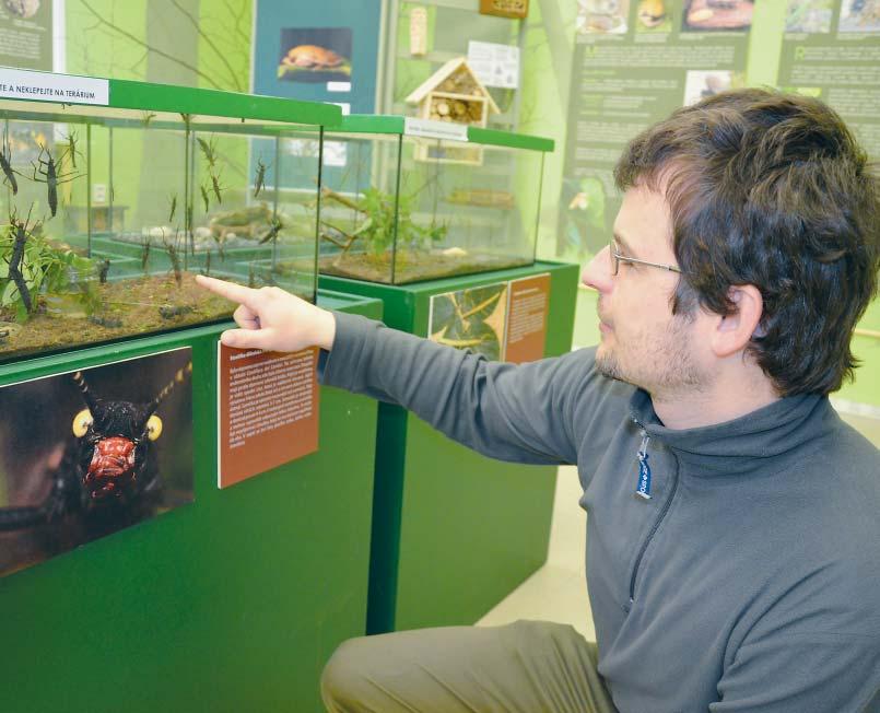 Denní zpravodajství na www.prerov.eu volný čas Výstava o hmyzu je zábavnou lekcí zoologie Víte, že švábi jsou skvělí rodičové a vzorně se starají o své potomky?