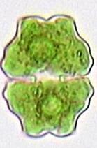 Euastrum binale zmenšování buněk vyšší