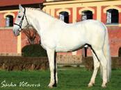 Galandro ZH Guidam Sohn x Lopez-17