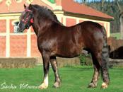 In Camera x Euro Star 1154 Quick