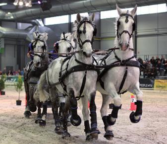 Oficiální sportovní klání v této olympijské disciplíně pořádané v kryté sportovní aréně se postupně rodí až v posledních letech, a tak organizátoři doufali, že právě Jezdecký festival založí novu