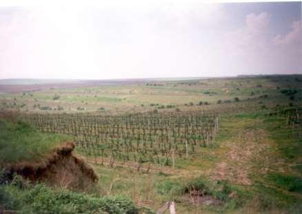 terasa = plošina + svah ukázka vinice jižní Morava stupňovité zemní stupeň je zemní, stabilizován vegetačně nebo rohoží sklon závisí na zemině stabilita svahu