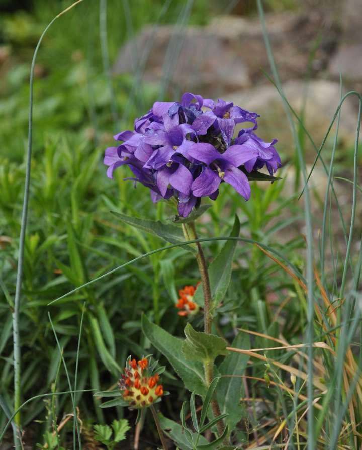 Campanula