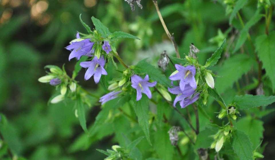 Campanula trachelium Z Evropa až