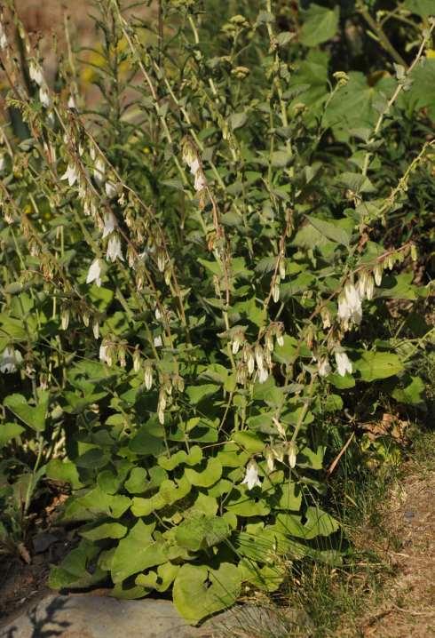 Campanula