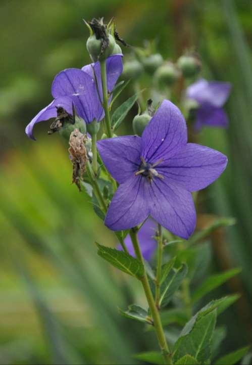 Platycodon grandiflorum