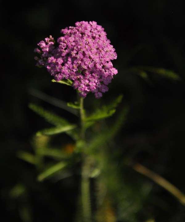 Achillea